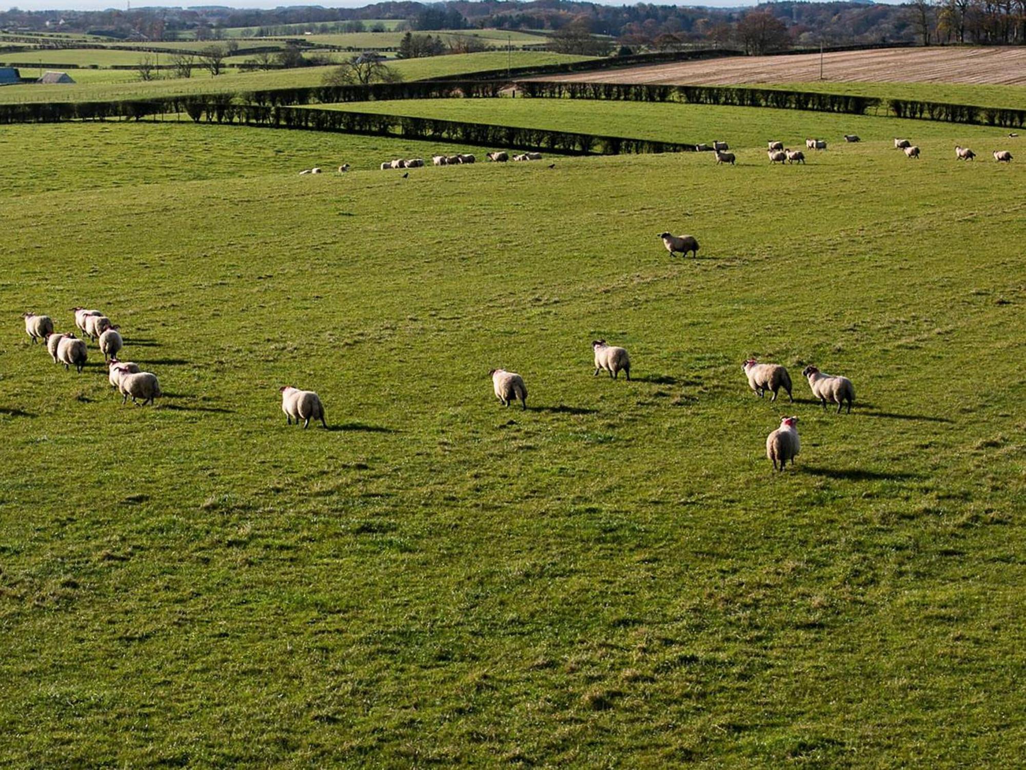فيلا Wheatfield House Kilmaurs المظهر الخارجي الصورة